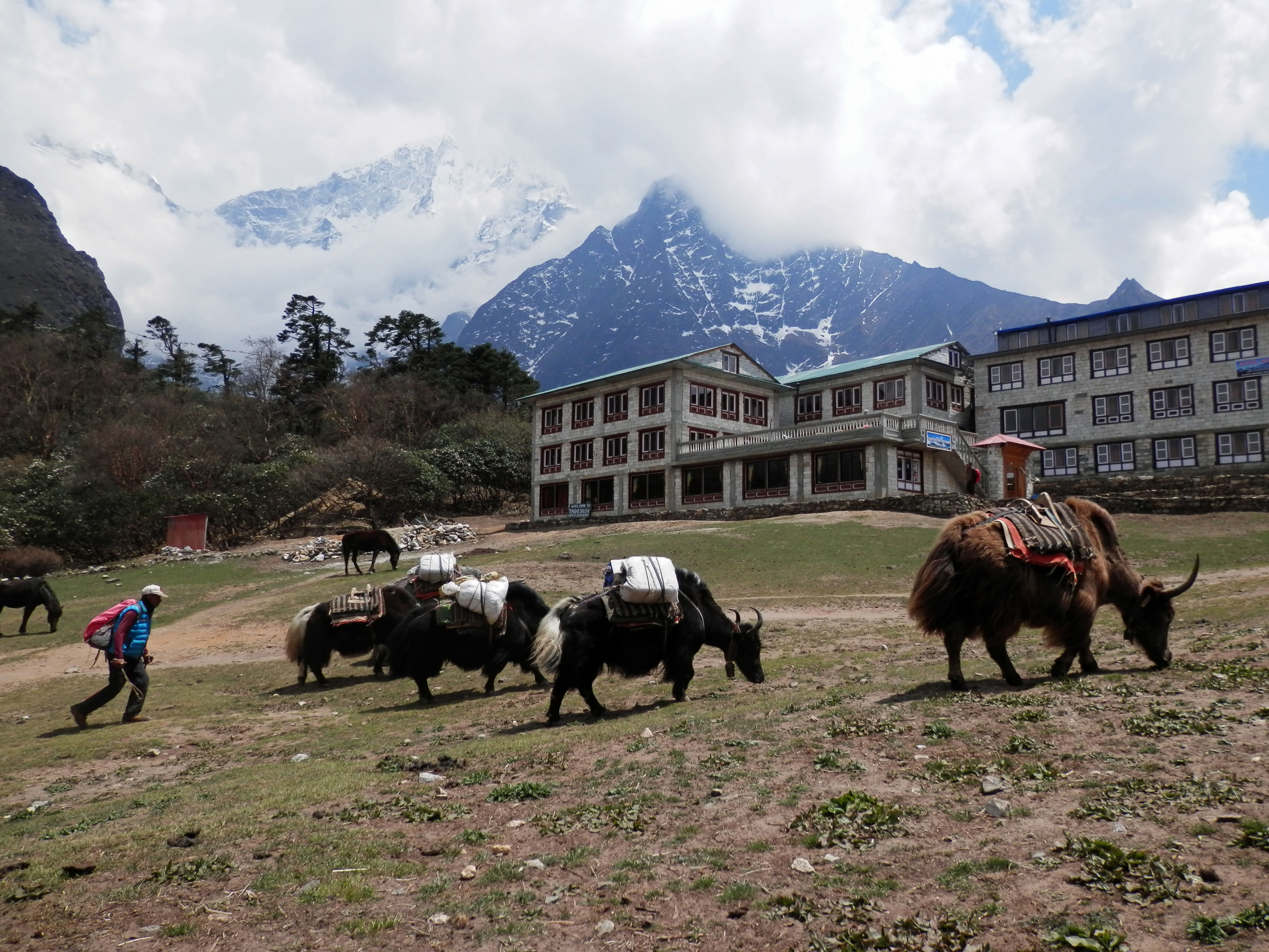 Nepal Trek: Yaks at Tengboche